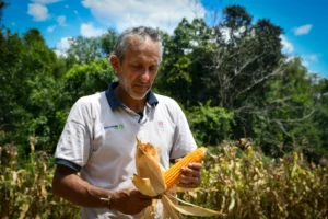 Bautista INTA: el maíz desarrollado en Misiones sale a la cancha
