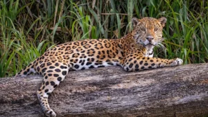 Cómo avanza la estrategia misionera de convivencia con grandes felinos