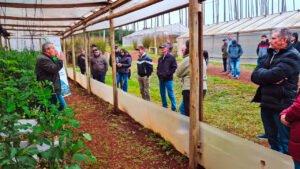 Tomate bajo invernadero: más de 100 productores tabacaleros incorporan tecnologías para diversificar