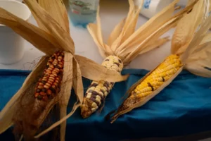 Capacitan a agricultores de Misiones en fitomejoramiento evolutivo para desarrollar semillas adaptadas a cada territorio