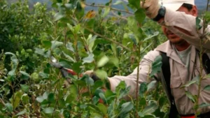 INTA Misiones anticipa un año desafiante para la yerba mate por el fenómeno de El Niño