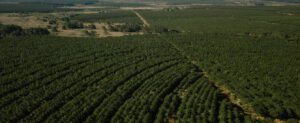 Argentina ya supera las 380.000 hectáreas bajo certificación forestal con estándares PEFC