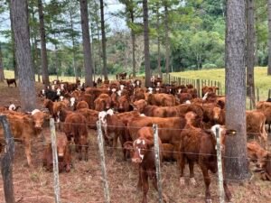 De la erradicación al manejo: el trabajo del INTA frente a la garrapata bovina en la región
