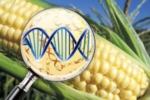 Agricultura actualiza el marco regulatorio para microorganismos genéticamente modificados y acelera los procesos de evaluación