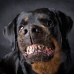 Microchip y seguro especial: Misiones endurece las reglas para perros potencialmente peligrosos