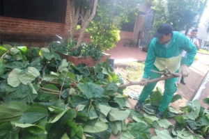 Avanza el operativo integral de poda en los barrios de Posadas