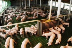 Las exportaciones de la cadena porcina crecieron 161% en valor en el primer cuatrimestre de 2026