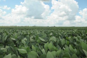 Argentina se convierte en el primer país del mundo en aprobar nuevo herbicida para el control de malezas