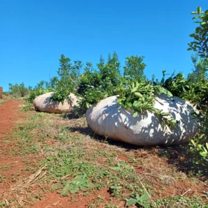 Semáforo de Coninagro: la yerba mate sigue en rojo y ocho economías regionales permanecen en crisis