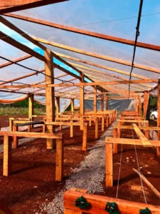 Misiones fortalece la producción hortícola con una red de plantineras