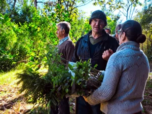 Los árboles vuelven al yerbal: Misiones promueve sistemas productivos más resilientes 