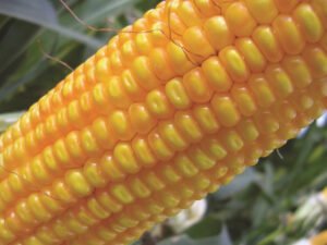 Argentina aprobó un nuevo maíz genéticamente modificado con protección contra insectos y tolerancia a herbicidas