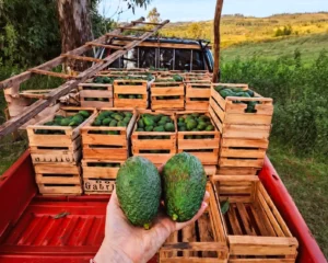 Productores de Palta Hass concretaron una venta conjunta a Tucumán