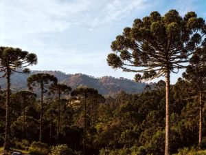 Misiones será sede del seminario Binacional de Sustentabilidad de Araucaria