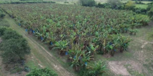 Sáenz cuestionó al Gobierno nacional por eliminar las barreras sanitarias para la banana: “Fue una falta de respeto al interior productivo”