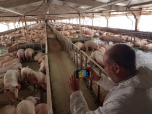 El costo del frío: cómo el ambiente impacta en la conversión y la rentabilidad porcina