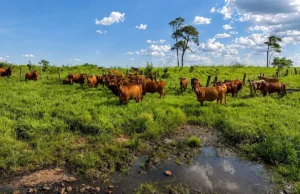 Cuando el río decide: el desafío de producir en la primera línea del Alto Uruguay