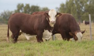 Brasil enfrenta el límite de su fortaleza exportadora de carne vacuna