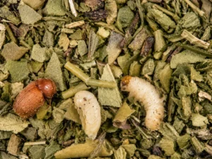 Gorgojo del tabaco: una plaga que exige prevención en la industria yerbatera