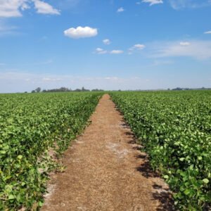 Avanzan nuevos proyectos de carbono en agricultura regenerativa