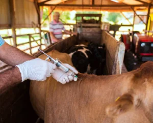 La vacunación antiaftosa ya supera el 93% de cobertura en Misiones