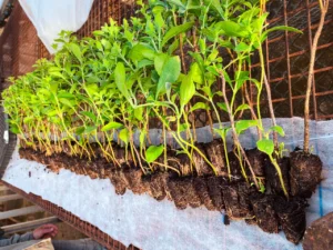 Plantines de Stevia que pueden rendir hasta 4.000 kg por hectárea/año