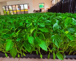 Familias tabacaleras de Misiones avanzan en diversificación productiva cultivando pimiento