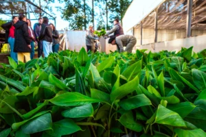 Biofábrica completó envió de 200 mil plantines de banano a Salta