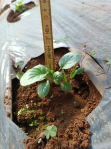 Avanza la validación de variedades de gerberas con biotecnología para abastecer al sector florícola
