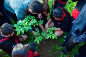 “Adoptá un Árbol”: entregan kits de plantación a estudiantes del instituto Inmaculada Concepción de Posadas