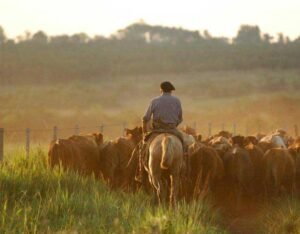 Más carne, más inversión y mejores suelos: la visión de Carlos Navajas para Misiones