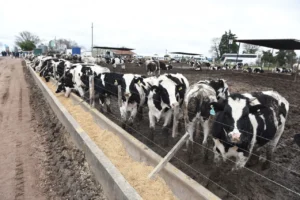 Cómo transformar el macho Holando en un negocio rentable para los tambos
