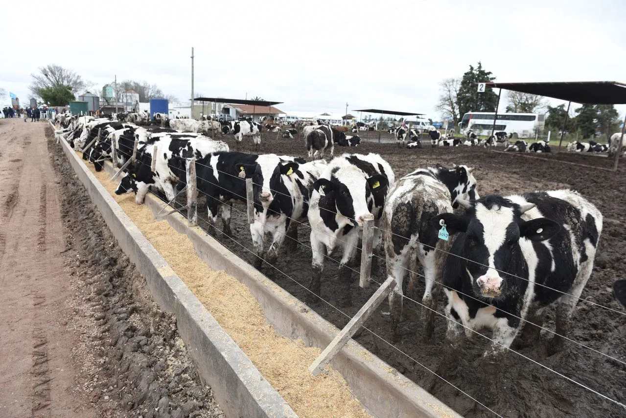 Cómo transformar el macho Holando en un negocio rentable para los tambos