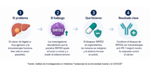 Hallazgo científico: identifican nueva vía para potenciar la inmunoterapia contra el cáncer de hígado