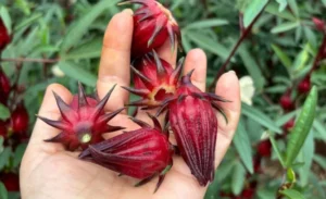 Impulsan la rosella como una alternativa productiva en Misiones