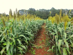 Evaluaron cultivares de sorgo en Misiones para mejorar la producción ganadera