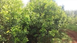 La yerba orgánica gana terreno y Misiones abre una nueva vía de exportación a Estados Unidos