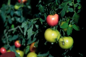 Capacitarán sobre producción de tomate injertado bajo invernadero en San Vicente 