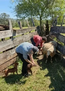 San Pedro busca convertir la integración del yerbal con ovinos y caprinos en una nueva cuenca productiva