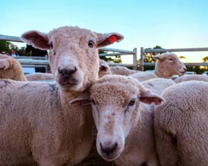 La Cuenca Ovino Caprina, se muestra con producción, capacitación y turismo rural en Profundidad