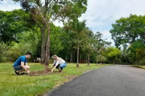 Posadas se prepara para debatir el futuro del arbolado urbano