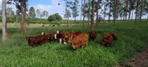 Ganado bajo sombra: un ensayo del INTA registró 20% más de carne en un sistema silvopastoril