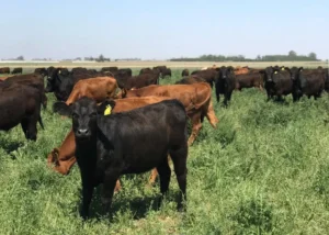 Alcanza con retener más vacas para producir más ternero