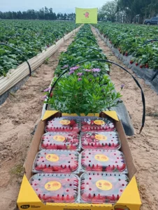 La Elisa: frutilla y una cabaña Braford en un modelo productivo diversificado