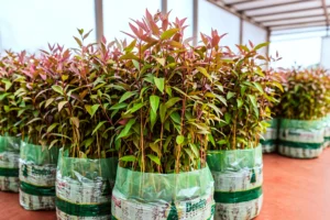 Más de 33 millones de plantines: Misiones proyecta la continuidad del Plan Leña tras una década de resultados