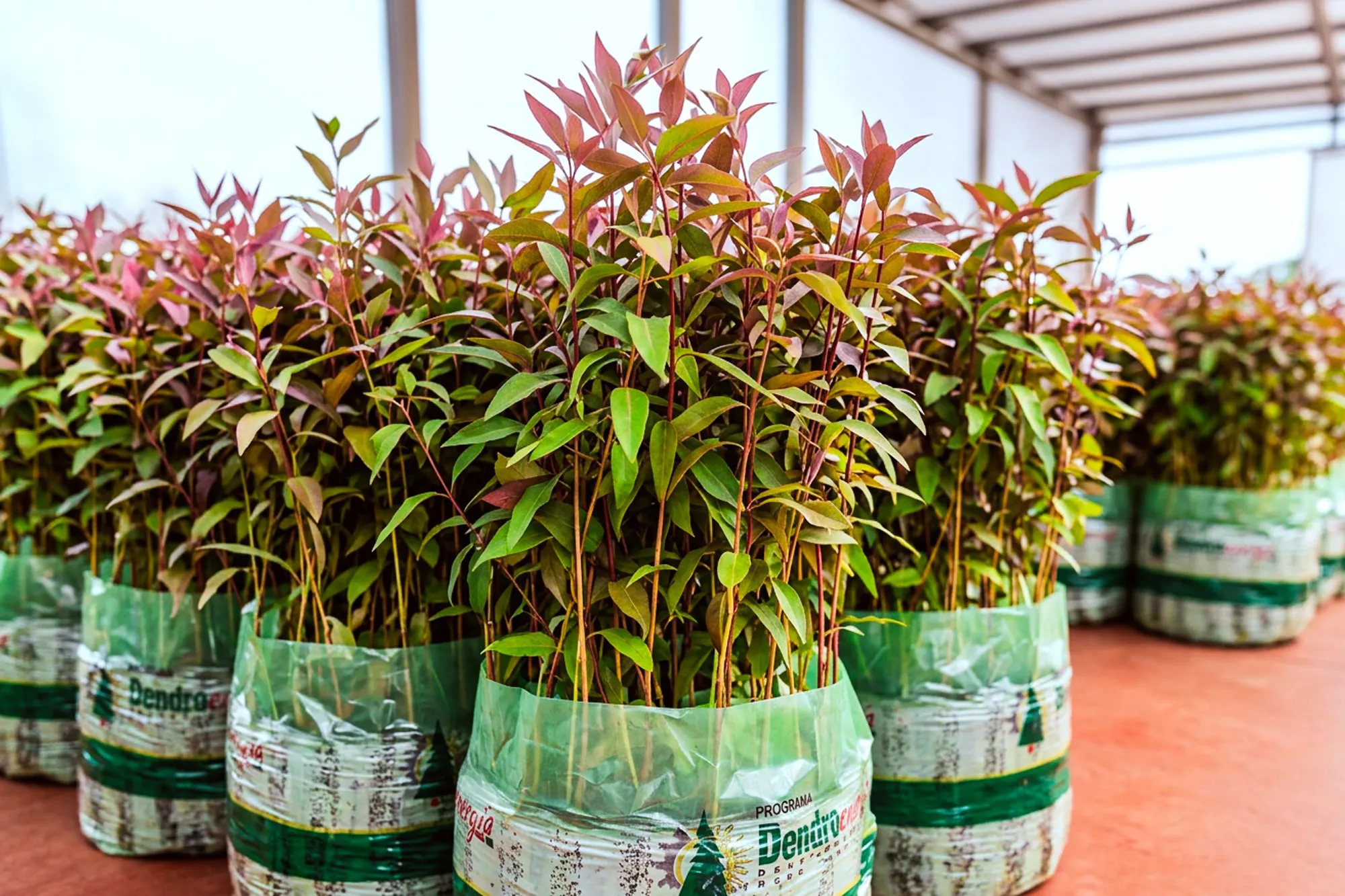 Más de 33 millones de plantines: Misiones proyecta la continuidad del Plan Leña tras una década de resultados