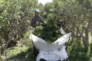 Lluvias intensas: cómo adaptar el manejo de los yerbales en Misiones